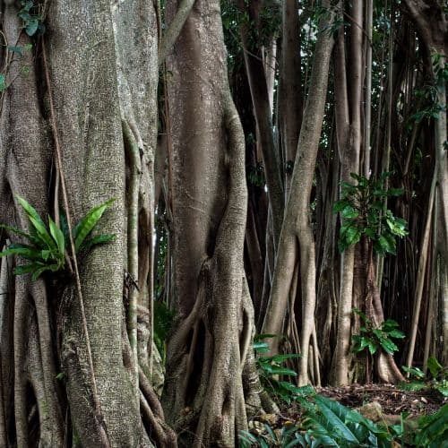 Rubber tree bark
