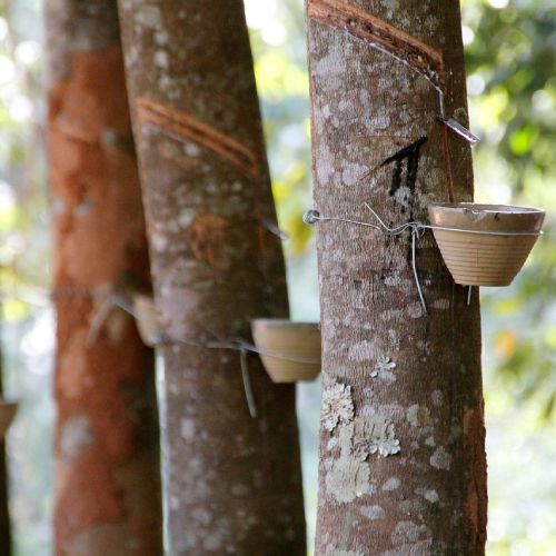 Rubber trees
