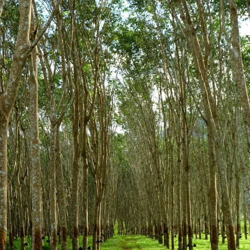 Rubber trees