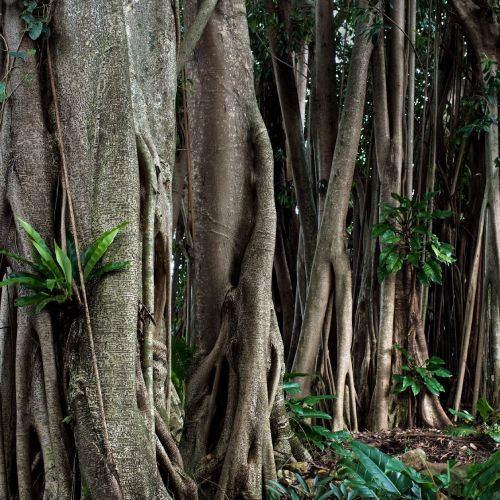 Rubber trees