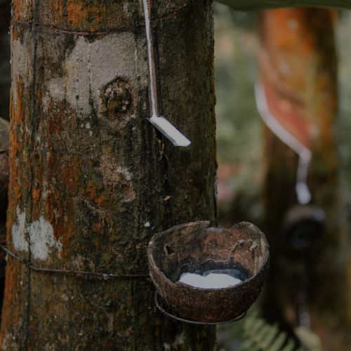 Rubber trees